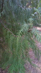 Cupressus pendula