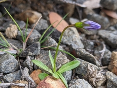 Wahlenbergia saxicola