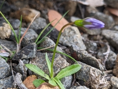 Wahlenbergia saxicola