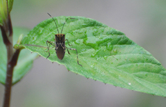 Hypselonotus lineatus