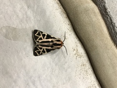 Apantesis williamsii