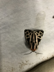 Apantesis williamsii