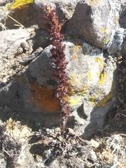 Thompsonella minutiflora