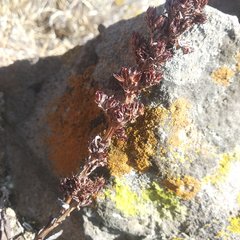 Thompsonella minutiflora