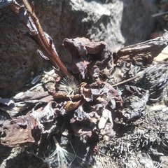 Thompsonella minutiflora