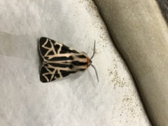 Apantesis williamsii