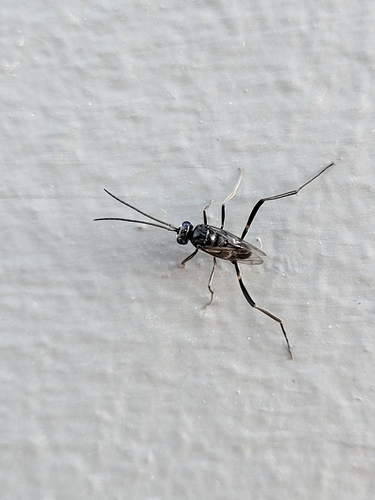 Blue-eyed ensign wasp