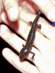 Triturus pygmaeus