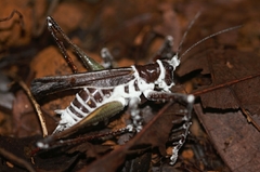 Venatorellus viridipedes