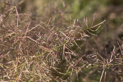 Eragrostis falcata