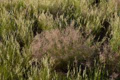 Eragrostis falcata