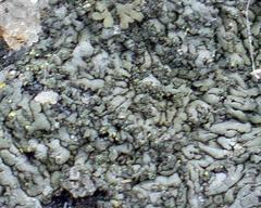 Phaeophyscia sciastra