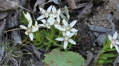 Lysimachia buxifolia