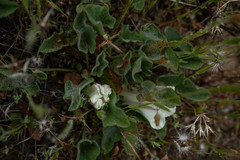 Calystegia collina