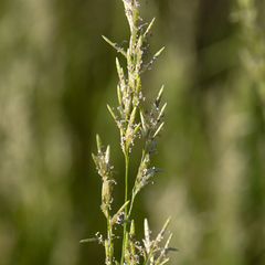 Eragrostis setifolia
