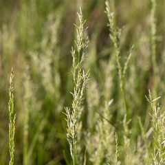 Eragrostis setifolia