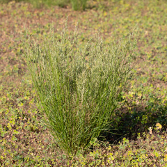 Eragrostis setifolia