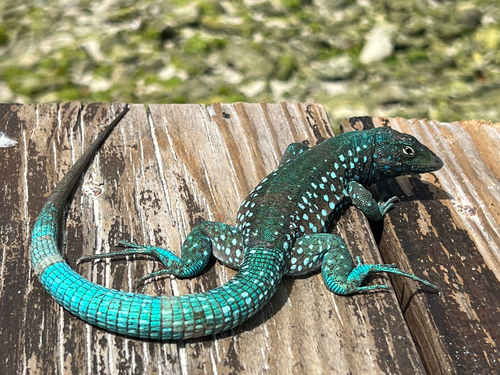 Aruba Whiptail, Cnemidophorus arubensis