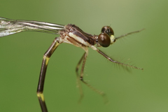 Palaemnema joanetta