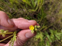 Potentilla litoralis