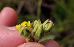 Potentilla litoralis