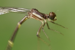 Palaemnema joanetta