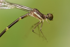Palaemnema joanetta