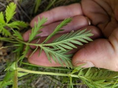 Potentilla litoralis