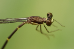 Palaemnema joanetta
