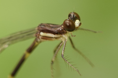 Palaemnema joanetta