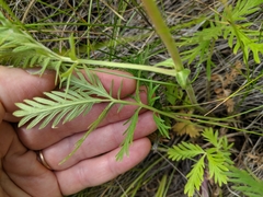 Potentilla litoralis