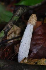 Phallus impudicus