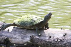Trachemys stejnegeri