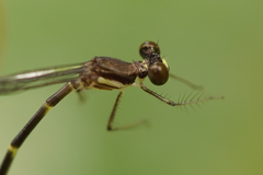 Palaemnema joanetta