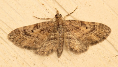 Eupithecia palpata