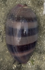 Macrocypraea cervinetta