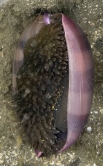 Macrocypraea cervinetta