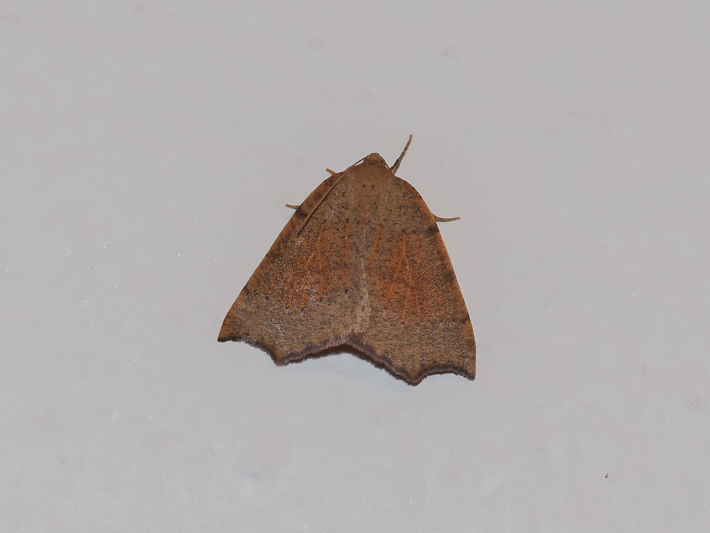 Toulgoetia cauteriata