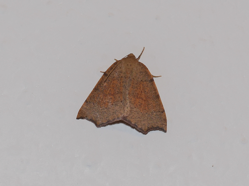 Toulgoetia cauteriata
