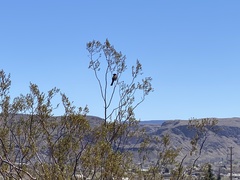 Amphispiza bilineata