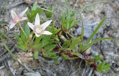 Lysimachia buxifolia