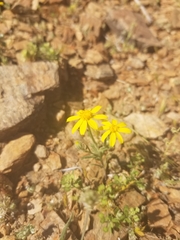 Eriophyllum ambiguum