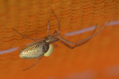 Acrodactyla quadrisculpta