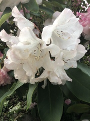 Rhododendron
