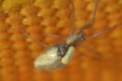 Acrodactyla quadrisculpta