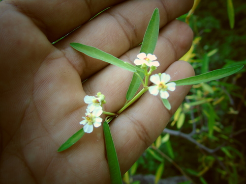 Euphorbia gentryi