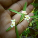 Euphorbia gentryi - Photo (c) JESÚS ALFREDO CARRILLO GARCÍA, some rights reserved (CC BY-NC), uploaded by JESÚS ALFREDO CARRILLO GARCÍA