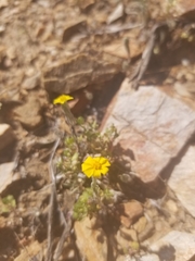 Eriophyllum ambiguum