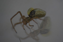 Acrodactyla quadrisculpta