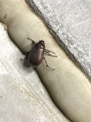 Phyllophaga crassissima